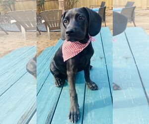Spanador Dogs for adoption in Fort Worth, TX, USA