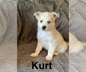 American Eskimo Dog-Unknown Mix Dogs for adoption in Topeka, KS, USA