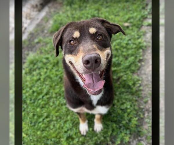 Medium Photo #2 Labrador Retriever-Unknown Mix Puppy For Sale in Conroe, TX, USA