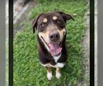 Small #1 Labrador Retriever Mix