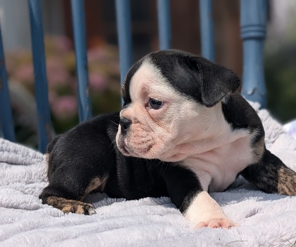 Medium Photo #7 English Bulldog Puppy For Sale in GOSHEN, IN, USA