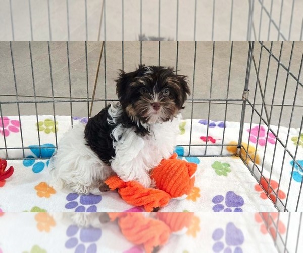 Medium Photo #2 Havashire Puppy For Sale in ORO VALLEY, AZ, USA