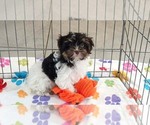 Piper - Female Havashire Puppy for Sale - Photo #2