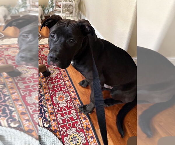 Medium Photo #2 Boxador Puppy For Sale in Hot Springs Village, AR, USA