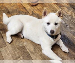 Shiba Inu Puppy for sale in MONROE, WA, USA