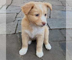 Colonial Cocker Spaniel-Unknown Mix Dogs for adoption in San Diego, CA, USA