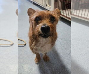 Mutt Dogs for adoption in El Centro, CA, USA