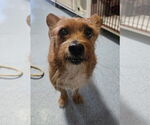 Small Mutt