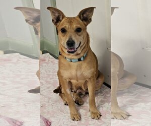 Carolina Dog-Unknown Mix Dogs for adoption in Melrose, FL, USA