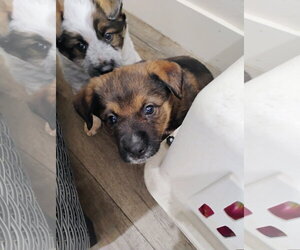 Mutt Dogs for adoption in Polson, MT, USA