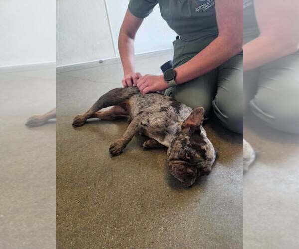 Medium Photo #1 French Bulldog Puppy For Sale in Oak Bluffs, MA, USA