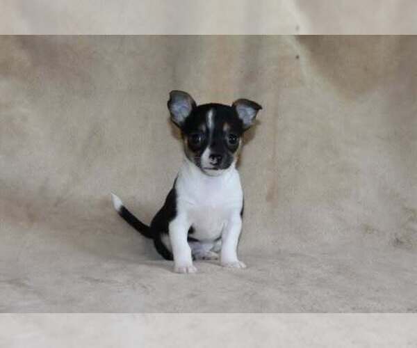Medium Photo #12 Chihuahua Puppy For Sale in HUDSONVILLE, MI, USA