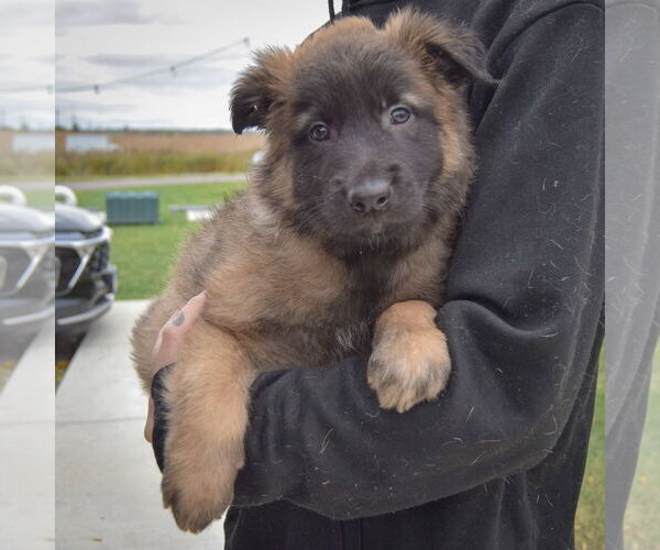 Medium Photo #4 Mutt Puppy For Sale in Huntley, IL, USA