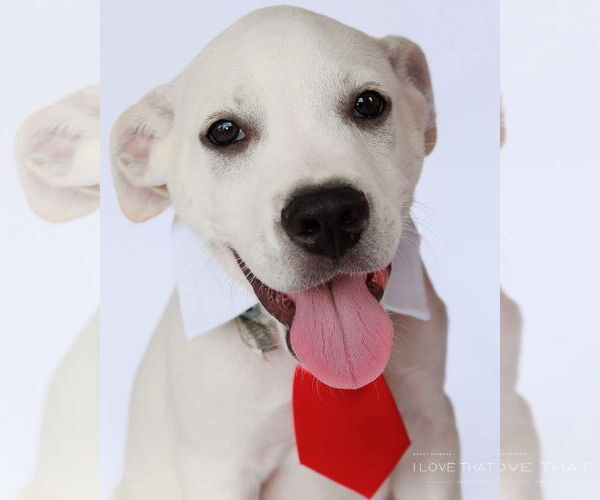 Medium Photo #2 Anatolian Shepherd-Catahoula Leopard Dog Mix Puppy For Sale in The Woodlands, TX, USA
