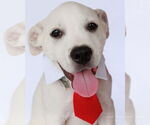 Small #1 Anatolian Shepherd-Catahoula Leopard Dog Mix