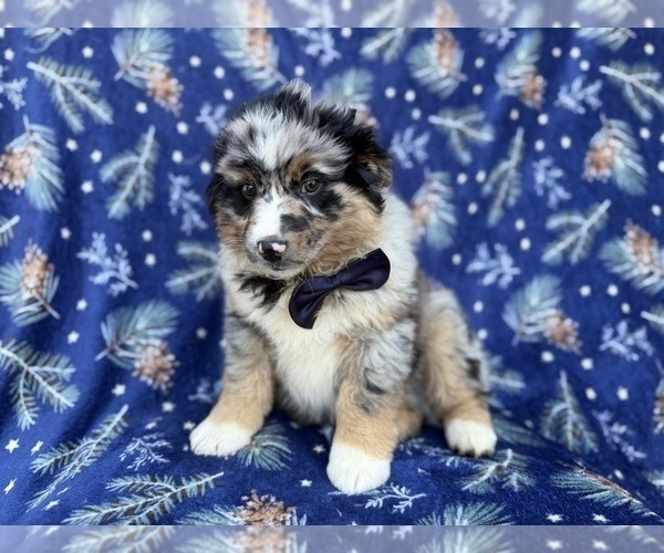 Medium Photo #3 Miniature Australian Shepherd Puppy For Sale in LAKELAND, FL, USA