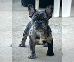 Small Photo #3 French Bulldog Puppy For Sale in DIMONDALE, MI, USA