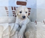 Small Photo #41 English Cream Golden Retriever Puppy For Sale in VACAVILLE, CA, USA