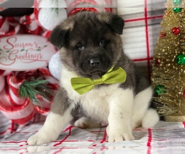 Medium Photo #4 Akita Puppy For Sale in LANCASTER, PA, USA