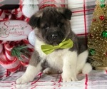 Small Photo #4 Akita Puppy For Sale in LANCASTER, PA, USA