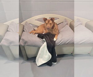 Ava - Female Siberian Husky-Unknown Mix Dog for Adoption - Photo #3