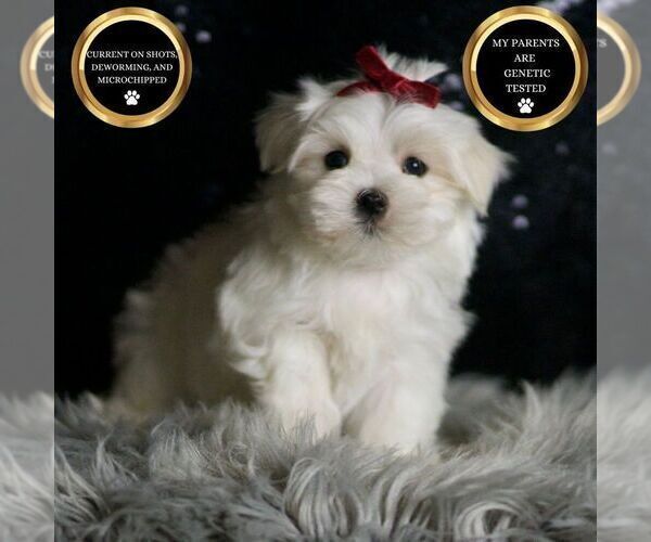 Medium Photo #1 Maltese Puppy For Sale in WARSAW, IN, USA
