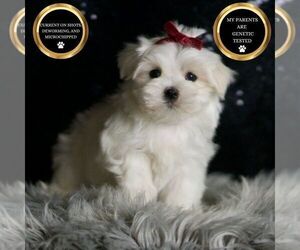 Medium Maltese