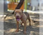 Small #2 Mutt