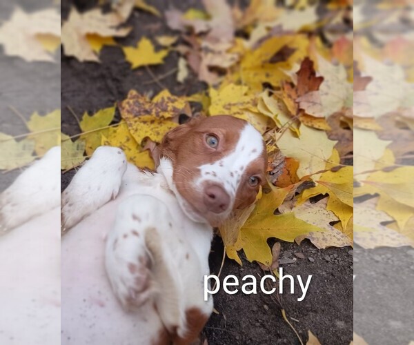 Medium Photo #4 Brittany Puppy For Sale in DOWAGIAC, MI, USA