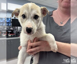 Australian Shepherd-Unknown Mix Dogs for adoption in Washington, DC, USA