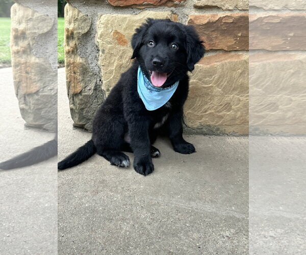 Medium Photo #13 Aussiedor Puppy For Sale in Euless, TX, USA