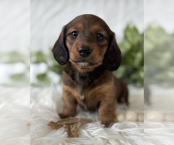 Medium Photo #11 Dachshund Puppy For Sale in ROCK STREAM, NY, USA