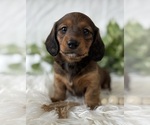 Small #10 Dachshund