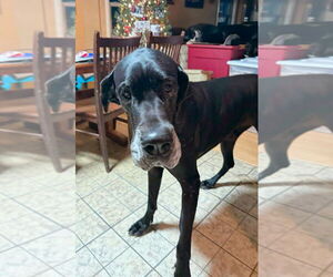 Great Dane Dogs for adoption in Bullard, TX, USA