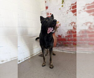 German Shepherd Dog Dogs for adoption in San Bernardino, CA, USA