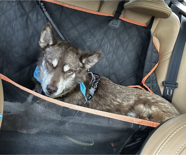Medium Photo #2 Siberian Husky Puppy For Sale in Salinas, CA, USA