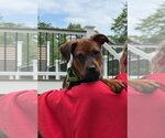 Small #2 Rottweiler Mix