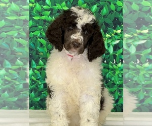 Poodle (Standard) Puppy for sale in BURNS, TN, USA