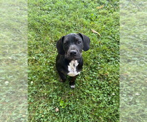 Boxer-Unknown Mix Dogs for adoption in Springdale, PA, USA