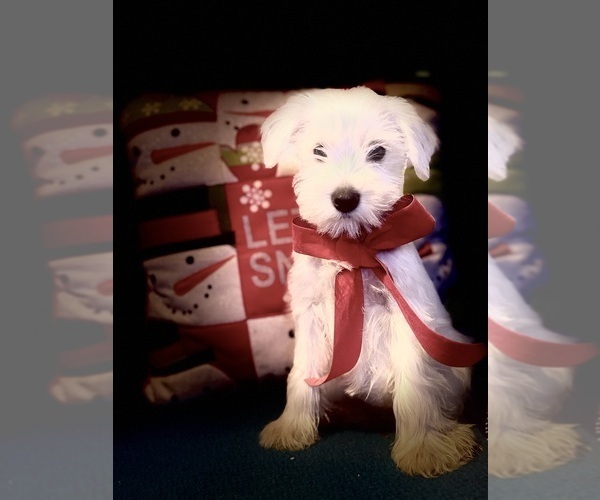 Medium Photo #1 Schnauzer (Miniature) Puppy For Sale in AUGUSTA, GA, USA