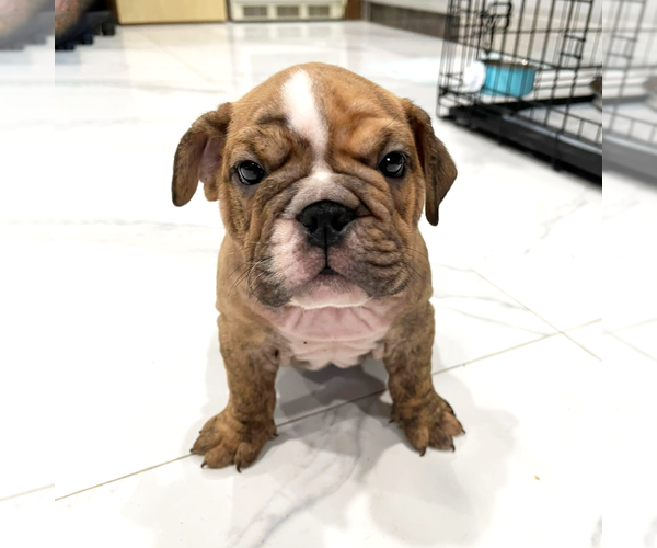 Medium Photo #1 English Bulldog Puppy For Sale in HOLLYWOOD, FL, USA