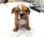Small Photo #1 English Bulldog Puppy For Sale in HOLLYWOOD, FL, USA