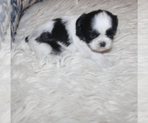 Shih Tzu Puppy for sale in THAYER, KS, USA