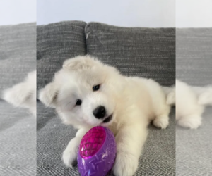 Samoyed Puppy for sale in SANTA CLARITA, CA, USA
