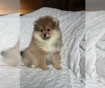 Small Photo #1 Pomeranian Puppy For Sale in ARNOLD, MD, USA