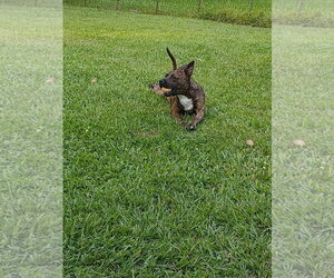Sissy - The Three Legged Sweetheart - Female Mutt Dog for Adoption - Photo #17