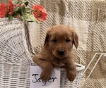 Small #2 Golden Retriever