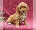 Small #4 Goldendoodle (Miniature)
