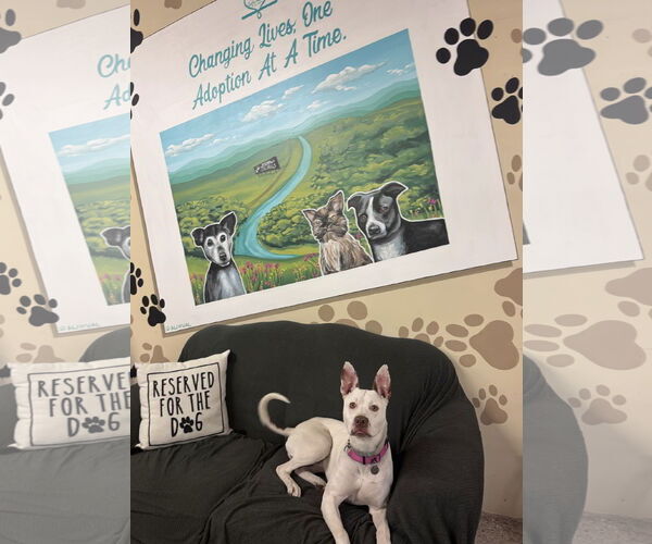 Medium Photo #5 American Pit Bull Terrier-German Shepherd Dog Mix Puppy For Sale in Williamsburg, IA, USA