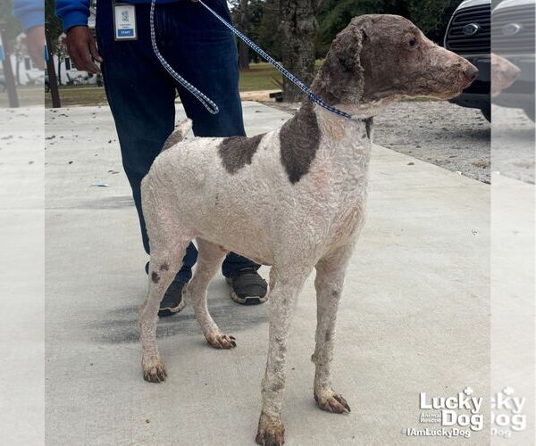 Medium Photo #3 Poodle (Standard)-Unknown Mix Puppy For Sale in Washington, DC, USA